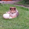rony1