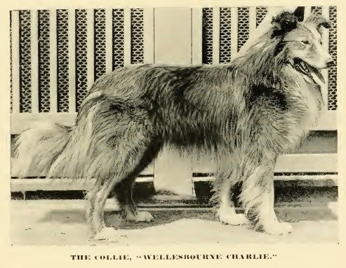 1890collie2