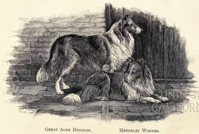 1890collies-1