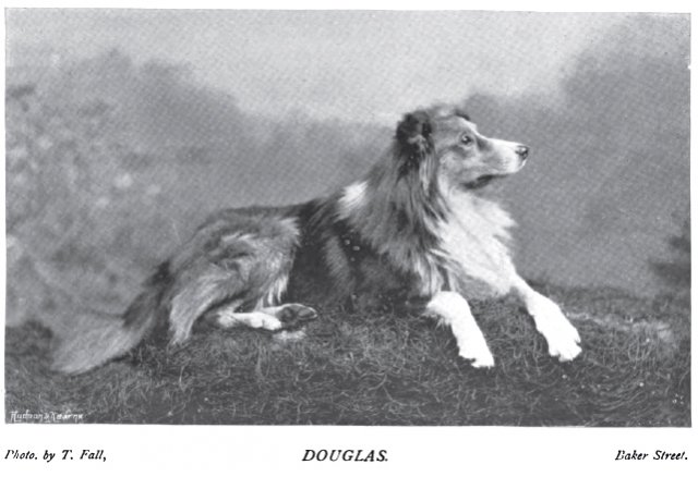 1897_collierough_grandsonmetchleywonder