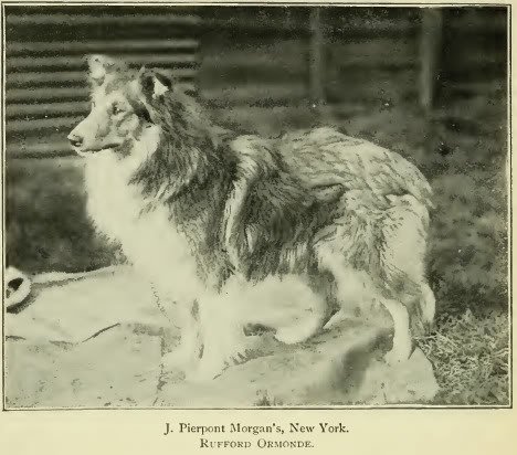 1897rough_collie