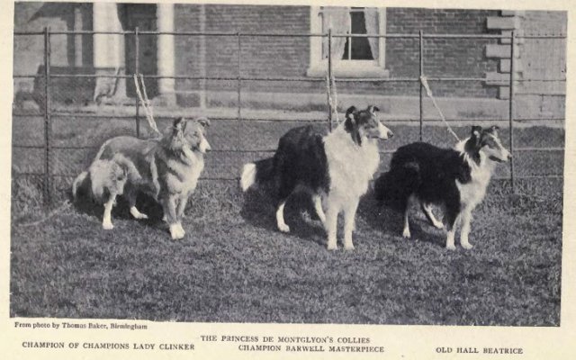 1902collies