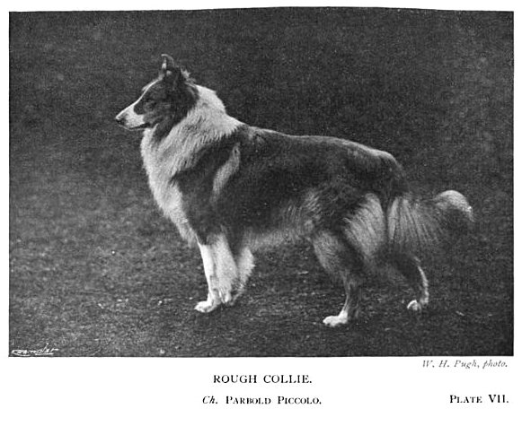 1904_collierough