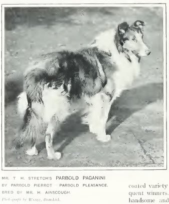 1907rough_colie