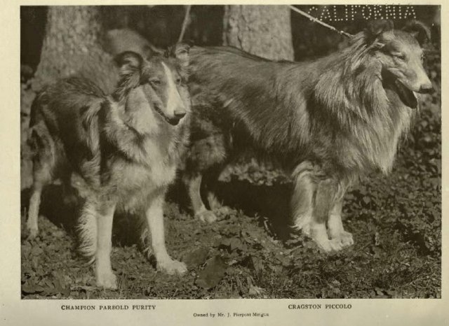 1911collies2