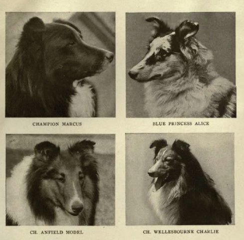 1911rough_collie