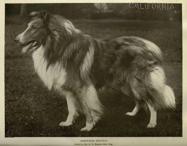 1911rough_collie2