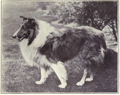 1915rough_collie