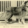 1890collie2