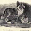 1890collies-1