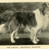 1890roughcollie