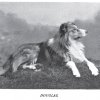1897_collierough_grandsonmetchleywonder