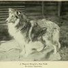 1897rough_collie