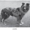 1898_collie_barwellclown