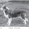 1898_collie_carrickalexandra