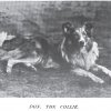 1898_collie_don