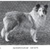 1898_collie_nicety