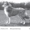 1899_collierough2