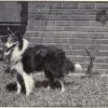 1902_collie2