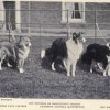 1902collies