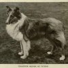 1905roughcoll