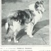 1907rough_colie