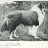 1907rough_colie2