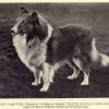 1910roughcollie