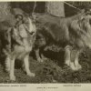 1911collies2