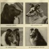 1911rough_collie