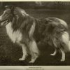 1911rough_collie2
