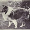 1915rough_collie