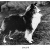 1938_collierough